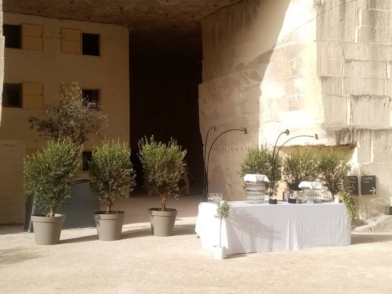 L'alignement de ces beaux oliviers en location sont délimitent parfaitement vos espaces traiteurs;