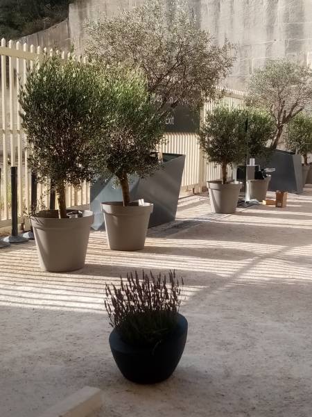 Les oliviers en arbres à la location sont livrés dans toute la région paca pour vos événements.