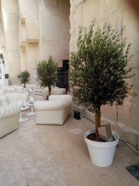 Ces oliviers d'une hauteur de 2 mètres et plus posés dans l'alignement des murs des Carrières des Lumières aux Baux de Provence apportent l'ambiance de la Provence à vos événements.