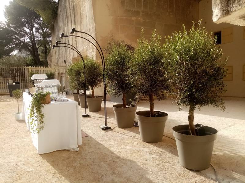 Les oliviers de forme semi taillée sont parfaits à la location  pour vos événements en Provence.