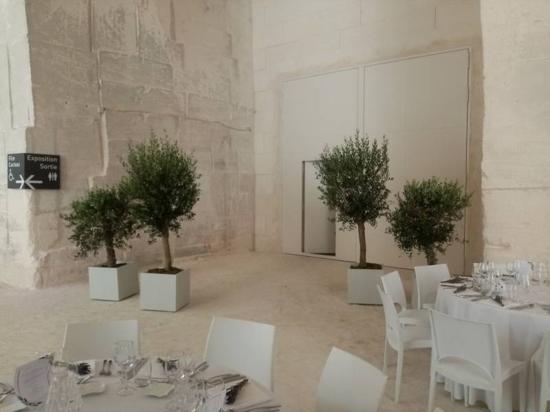 Ces oliviers en pots blancs en location aux Carrières des Lumières permettent d'apporter une touche de verdure Provençale mais aussi  ferment le passage du service traiteur afin que les mouvements soient disrets.