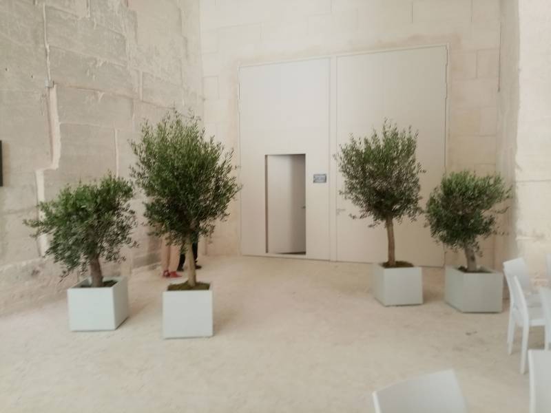 Les oliviers en location pour cet événements aux Carrières de Lumières aux Baux de Provence sont proposés dans des tailles diverses selon les buts décoratifs que vous recherchez.