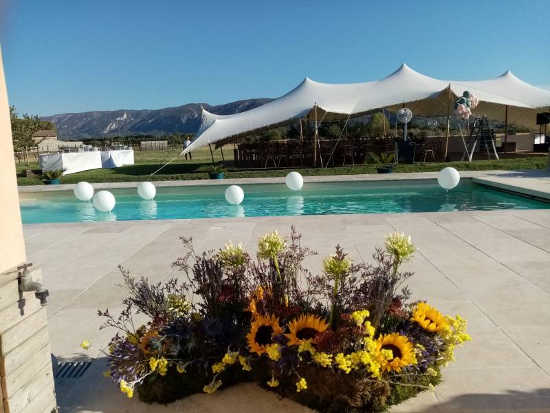 Les tournesols éblouissent de soleil.