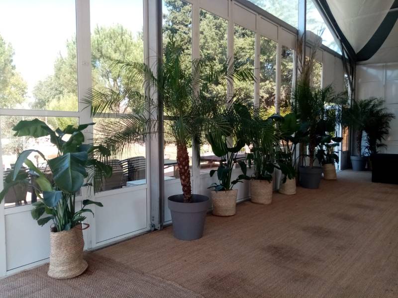 Location de palmier roebelinii et strelitzia en paca