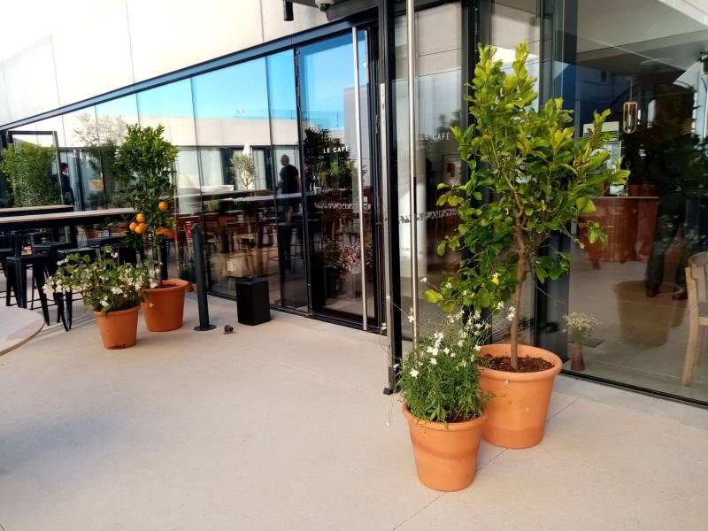 Les agrumes en location en collection sont proposés àen citronniers, mandariniers, kumquat.