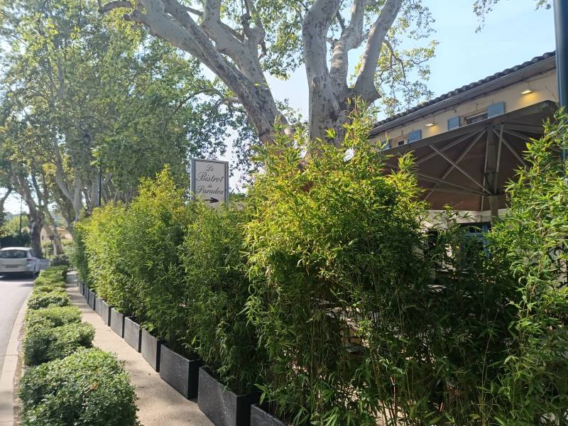 L'alignement des jardinières de bamous en location suivent le pourtour de la terrasse en respectant les circulations pour cette terrasse du Bistro du Paradou.