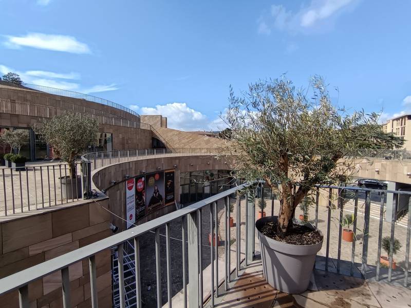 Deux grands oliviers en arbres de 3 m ornent le haut de la rotonde juste en bordure en angle des rambardes  de la terrasse du Teddy Bar pour accentuer en vue de la rotonde l'effet architectural. 