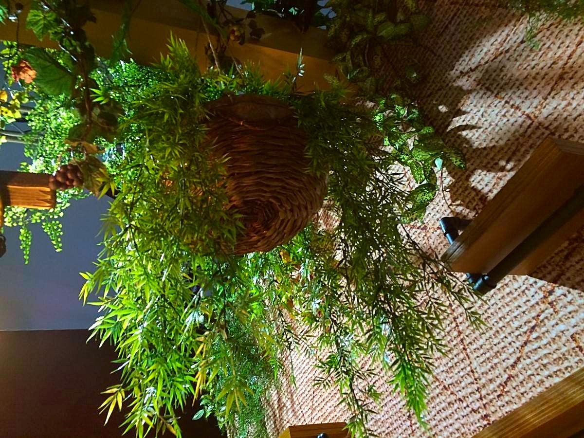 Location de plantes vertes pour vos evenements