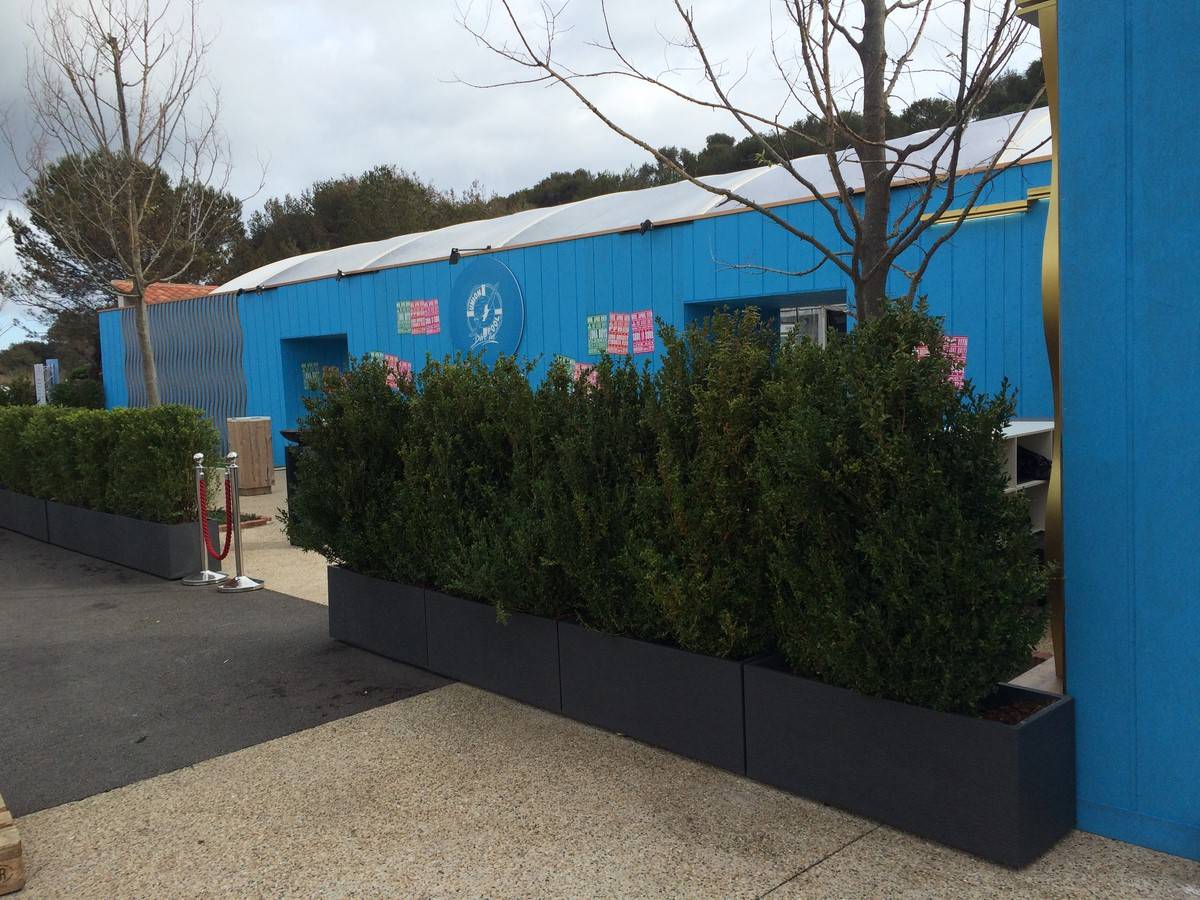 haie de buis en jardinière à la location