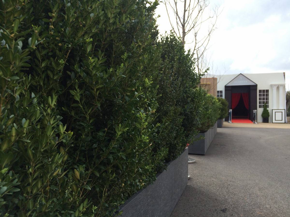 buis en location en pot et jardiniere dans le 83