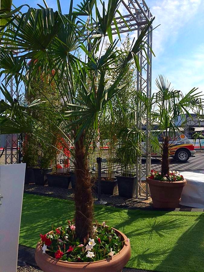 Les palmiers en entrée de tente de réception de hautes tailles en gros pots signalent au loin le lieu de réception.