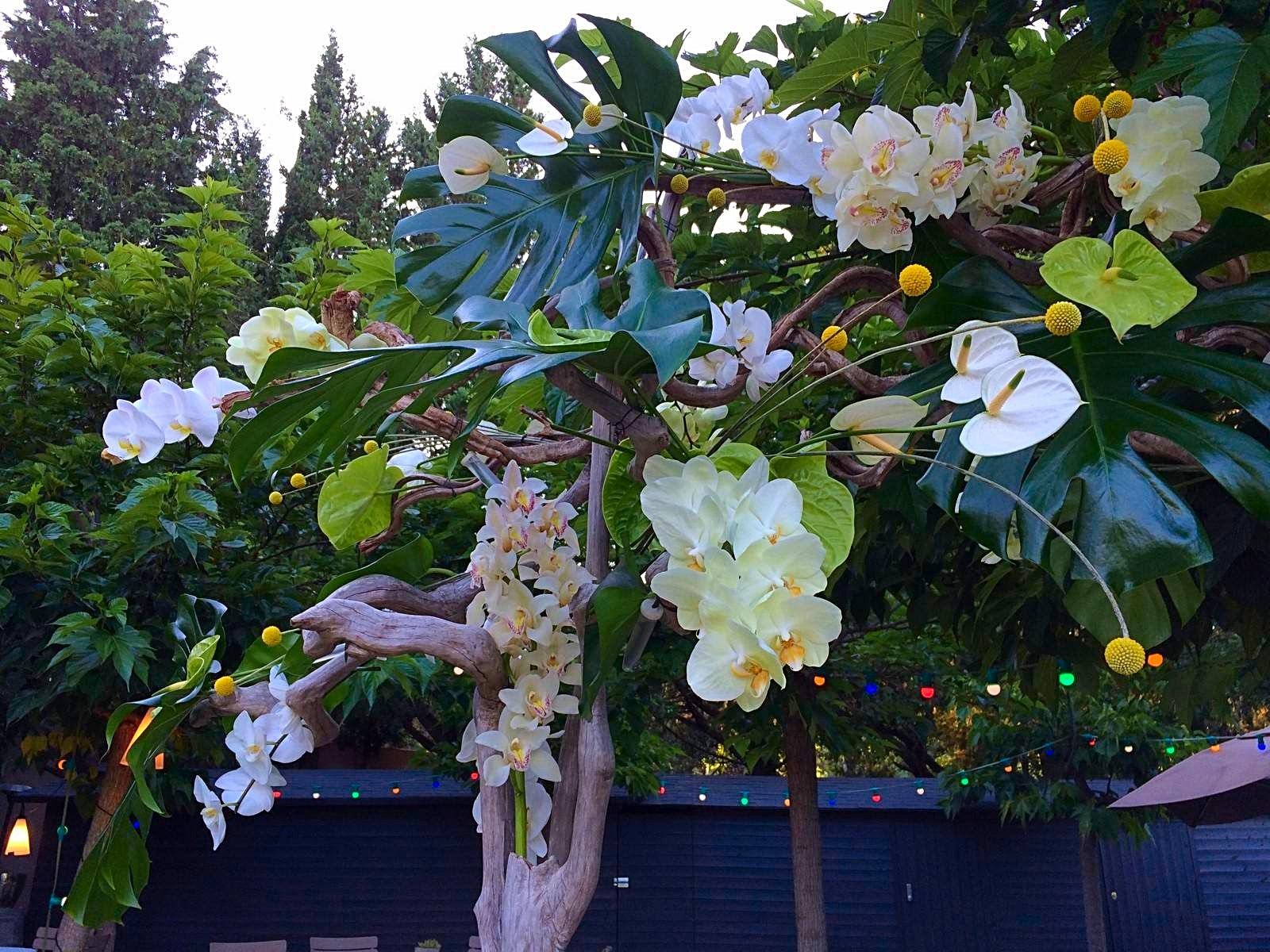 phalaenopsis, cymbidium, anthurium, en hampes florales entières accentuent la grandeur à l'arche