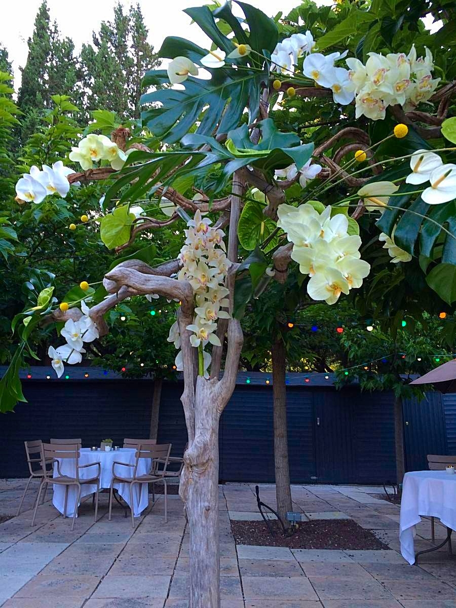 les bois exotiques élévent les orchydées en grappes généreuses