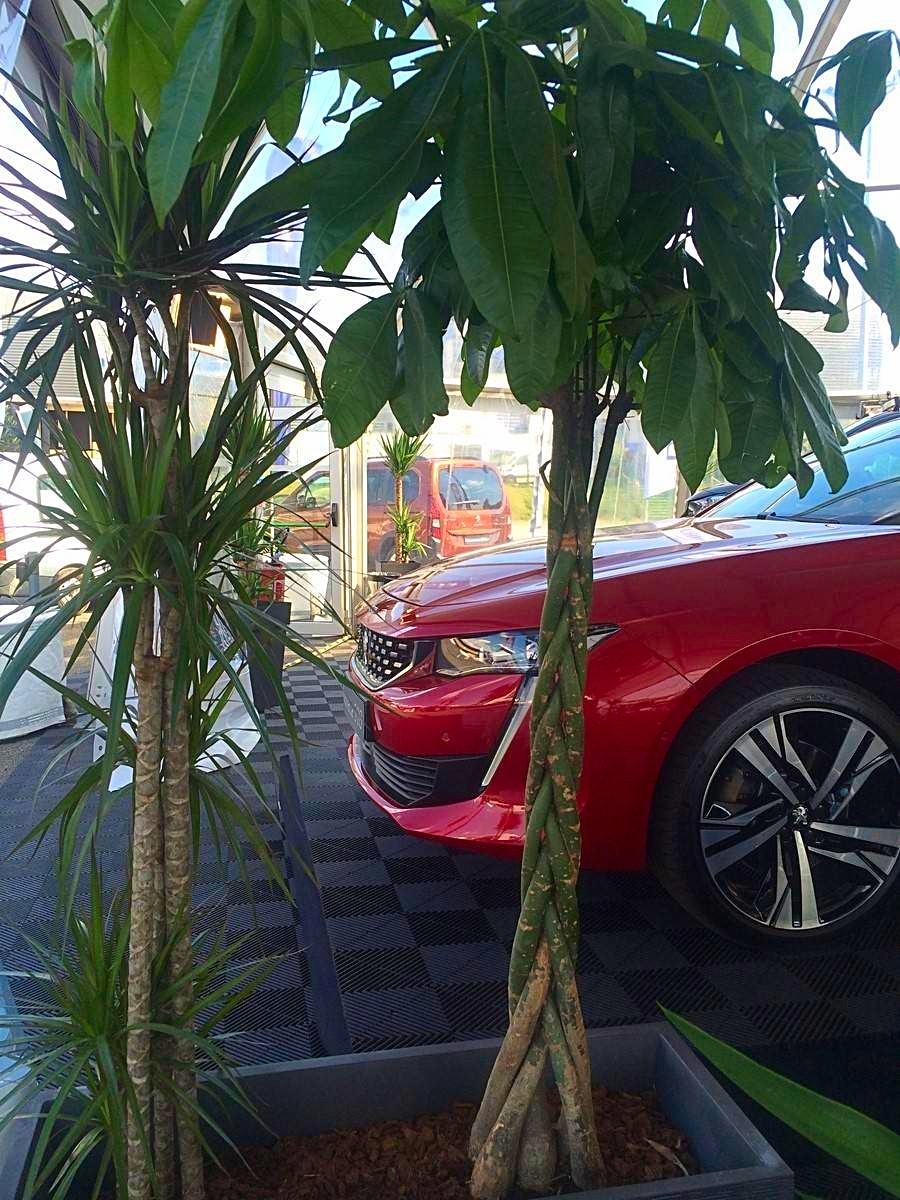 les troncs des plantes d'intérieur de style graphique apportent une note énergique à vos thèmes