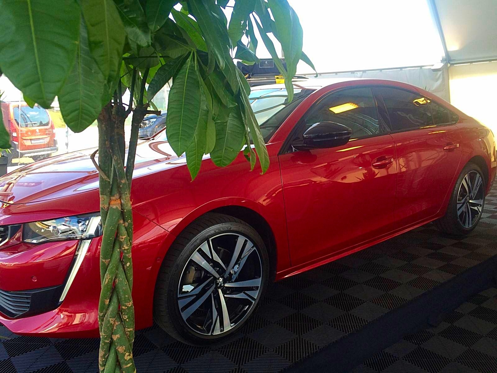 la hauteur des plantes ici le pachyra est qui est sélectionnée ne gêne pas la visibilité du produit