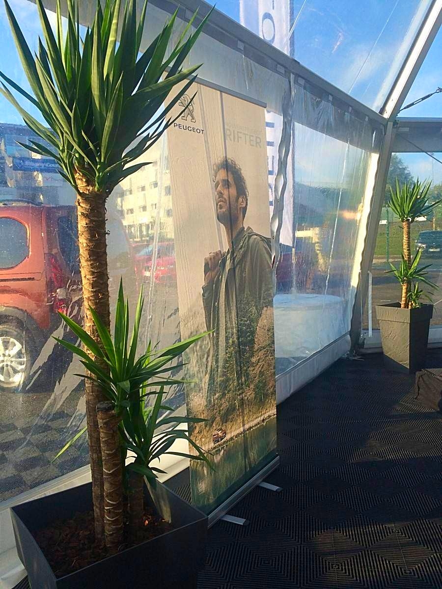 Les yucca elephanipe 3 têtes apportent une touche d'exotisme au décor