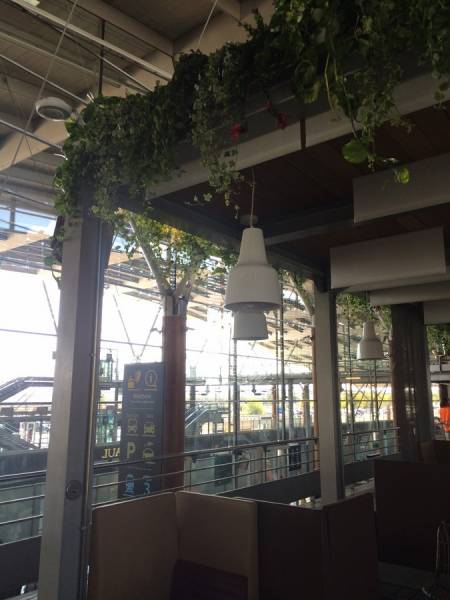 Plantes en suspensions naturelles et ou artificielles pour décoration de bureaux et espace de détente. Décoration de la gare TGV Aix en Provence