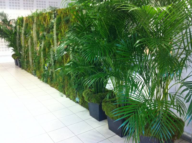 Mur végétal naturel et naturalisé pour vos décorations de bureau et vos évènements, séminaire, au Forum de Technopole de l'environnement l'Arbois Méditerranée à Aix en Provence, Marseille  et  PACA