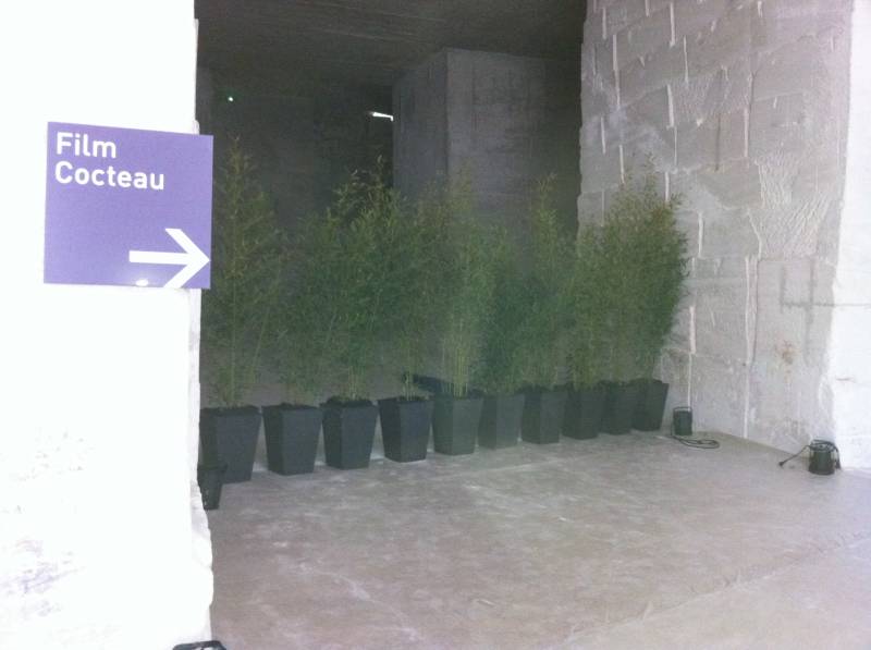 Les bambous en location sont soit proposés en pots ou en jardinière de 1 mètres avec deux ou trois bambous.