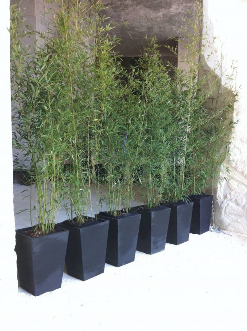 Les pots des bambous en location sont proposés en pots classiques mais aussi design.