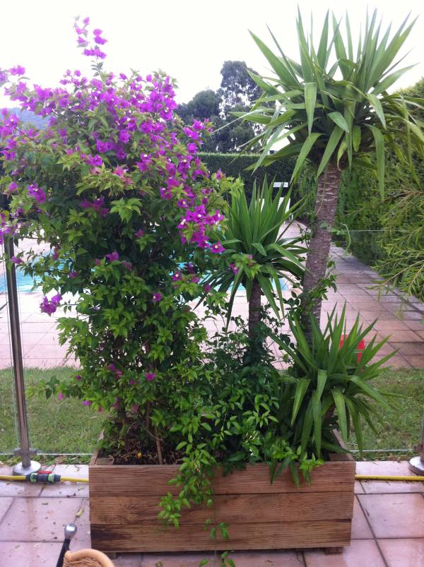 Abonnement de courtes et longues durées de jardinières et bacs pour restaurant hôtel, Toulon