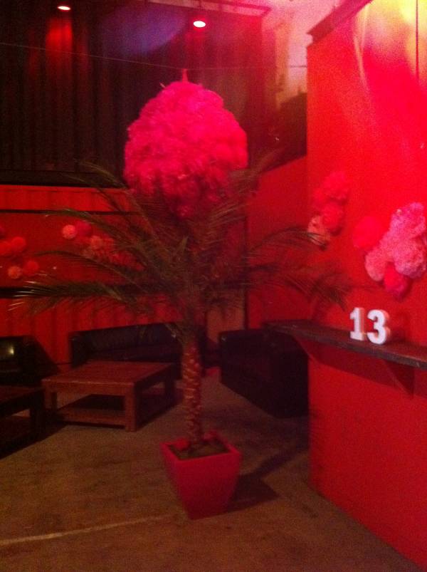 palmier agrumes en location Marseille Toulon Aix en Provence