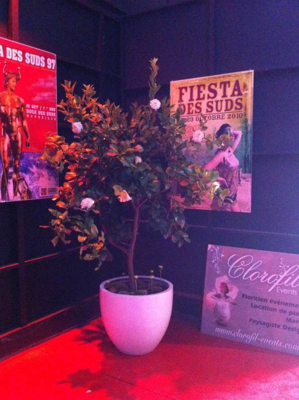 palmier agrumes en location Marseille Toulon Aix en Provence