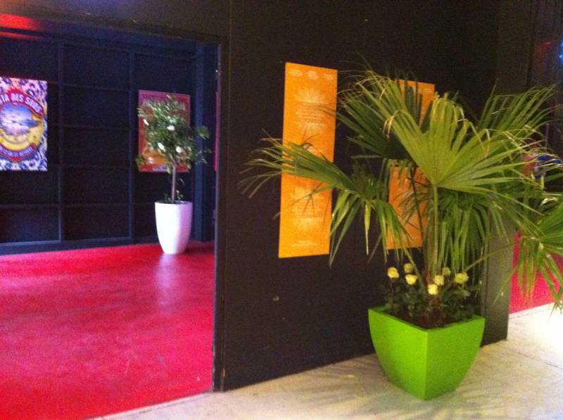 palmier agrumes en location Marseille Toulon Aix en Provence