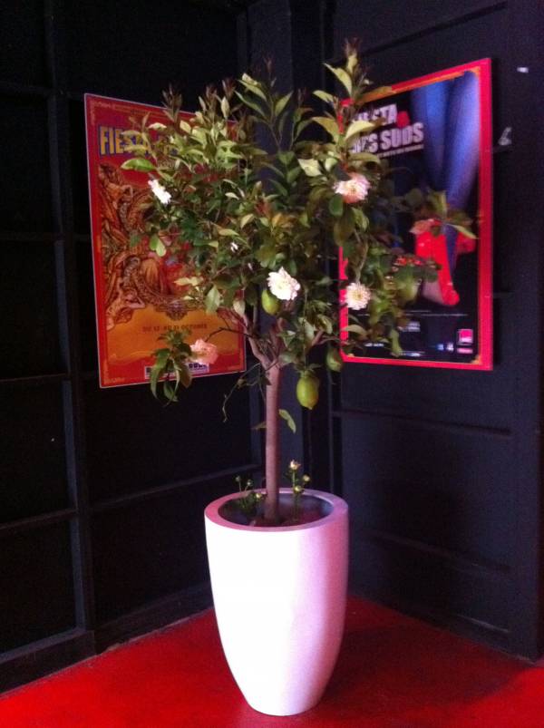 palmier agrumes en location Marseille Toulon Aix en Provence