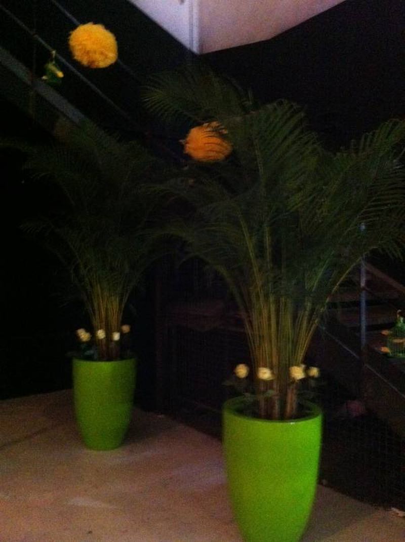 palmier agrumes en location Marseille Toulon Aix en Provence