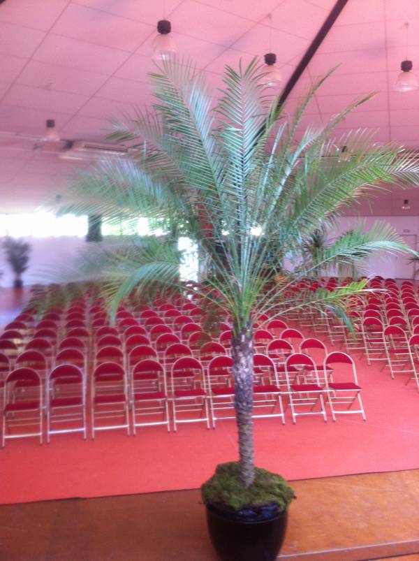 location de plantes et bacs décoratifs  pour évènements, salons, seminaire, soirées, gala, aix en provence marseille avignon et  PACA