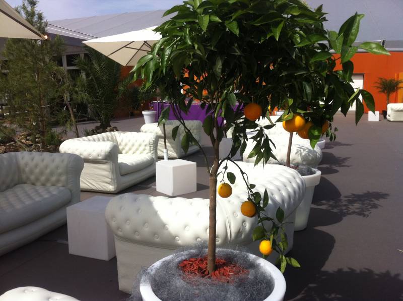 création de scène en location de plantes et fleurs pour évènements gala conventions