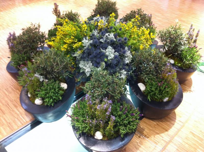 création végétale et florale à la location Avignon