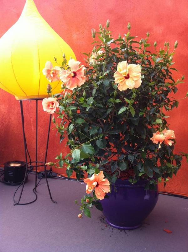 location de plantes vertes et fleuries pour exposition Marseille Lyon Cannes