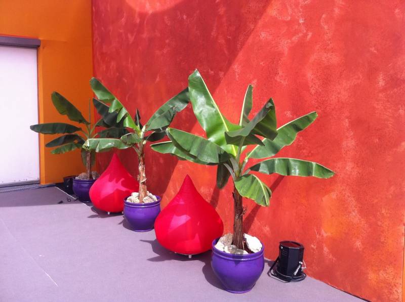 location de plantes vertes et fleuries pour exposition Marseille Lyon Cannes