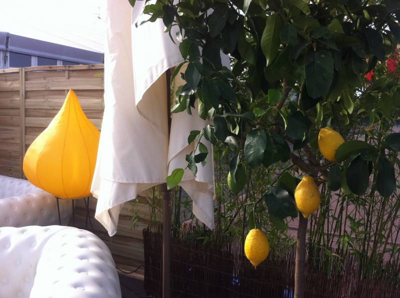 location de plantes vertes et fleuries pour exposition Marseille Lyon Cannes