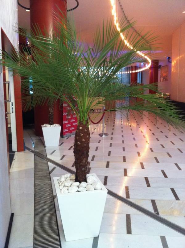 phoenix en location avec pots décoratifs Marseille Aix en Provence