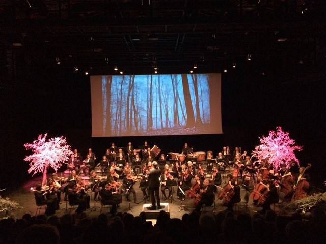 location de décoration florale en fleurs naturelles sur arbre pour scène et spectacle Marseille Toulon Aix en Provence