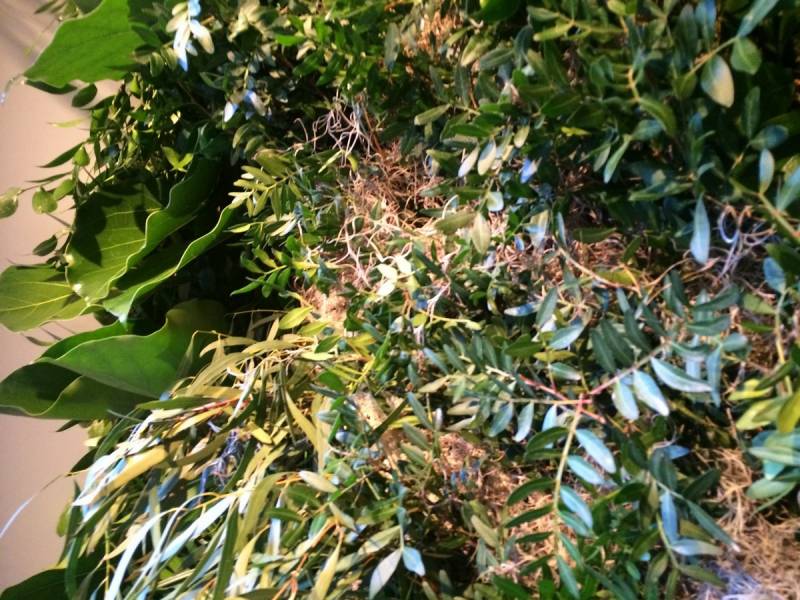 mur végétal éphémère pour stand expo