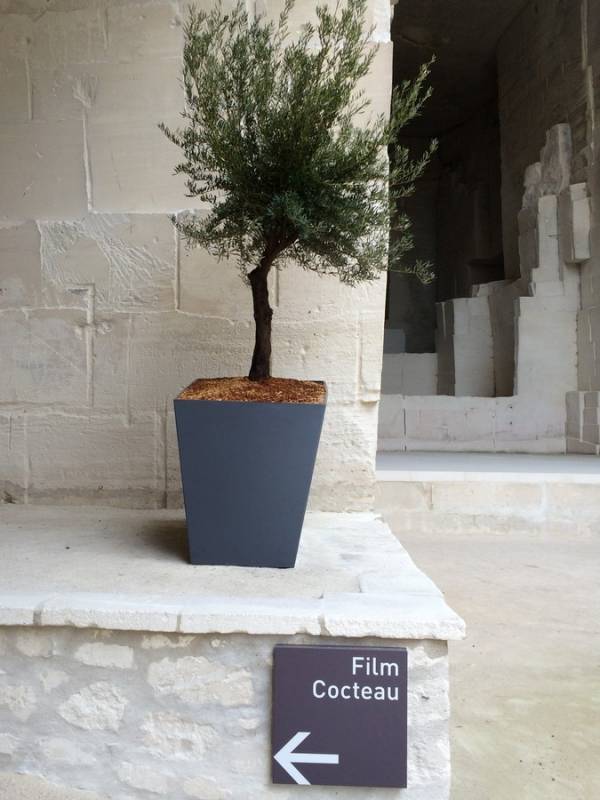 olivier en pot location et vente pour vos événements