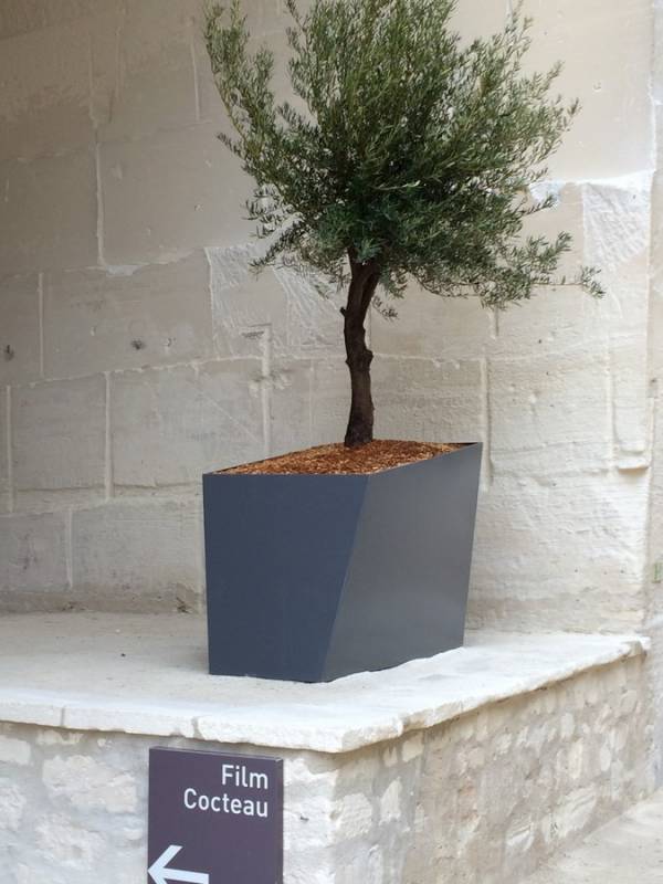 olivier en pot location et vente pour vos événements