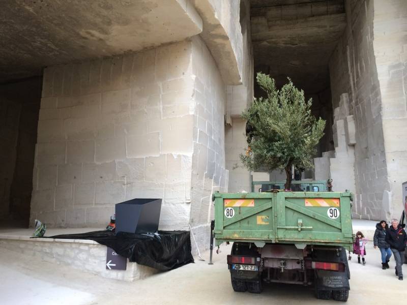 olivier en pot location et vente pour vos événements