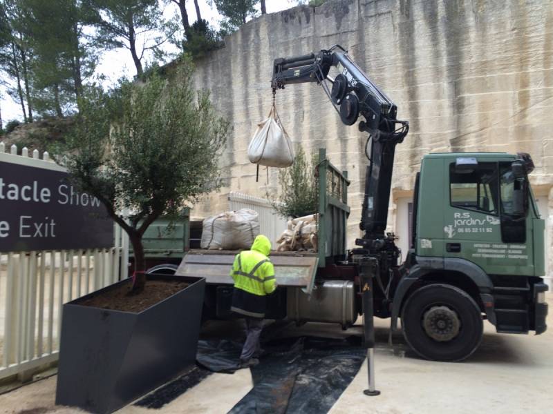 olivier en pot location et vente pour vos événements