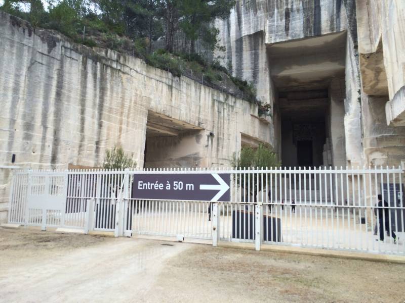 olivier en pot location et vente pour vos événements