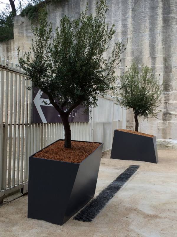 olivier en pot location et vente pour vos événements