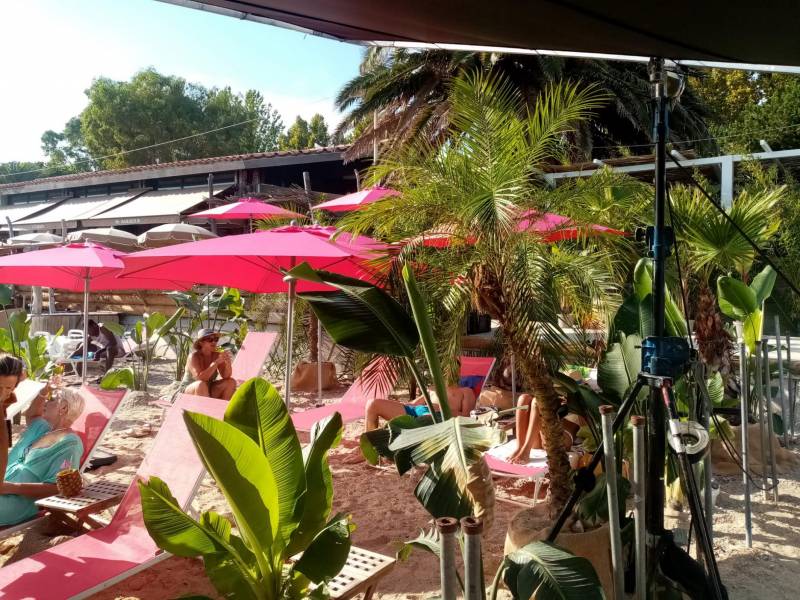 location de palmier, bambous, oiseau de paradis