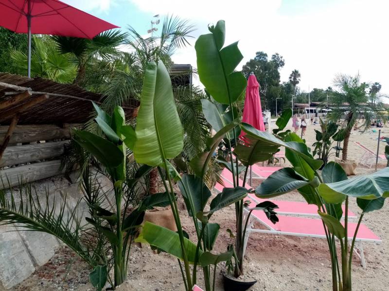 location de plantes vertes exotiques palmier bambous
