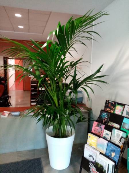 Le kentia est très large, c'est une plante idéale pour cacher un angle et un fond.