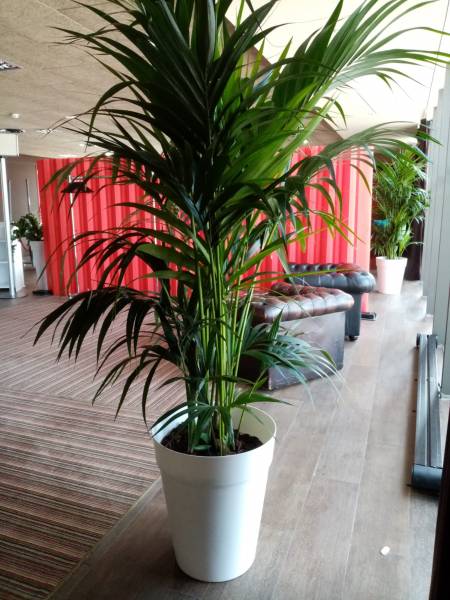 Ce kentia mesure 200 cm de hauteur.