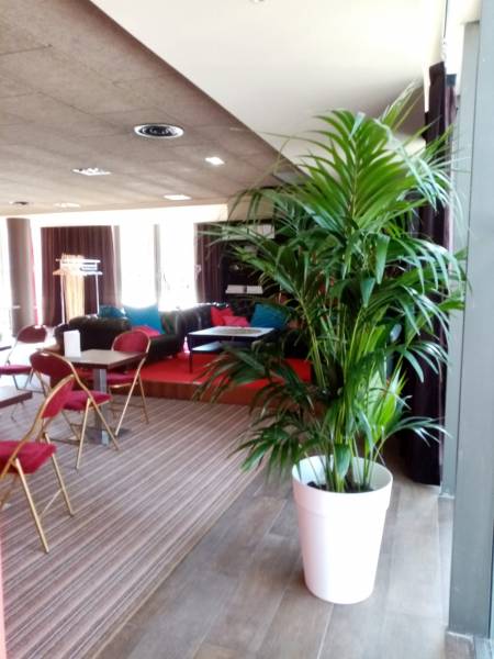 La couleur franche des palmes du kentia apporte la nature dans vos espaces.